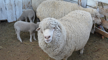 Господдержка на производство овечьей шерсти вдвое увеличилась в Забайкалье